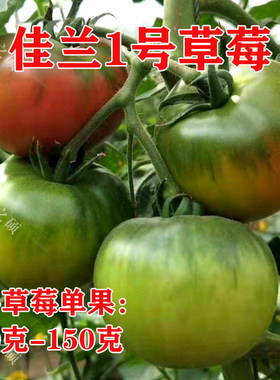 草莓番茄种子佳兰口感番茄