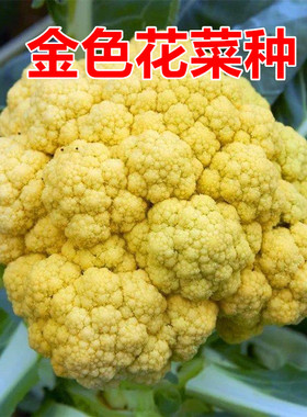 金色花菜种花椰菜种子春秋花菜菜花西兰花种子种金黄色花菜种子