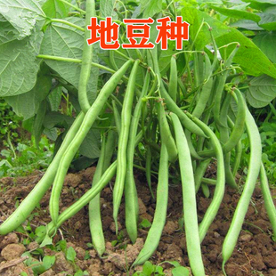 地豆种子 脆嫩纤维少 早熟高产无筋 矮生绿豆角 四季高产蔬菜种籽