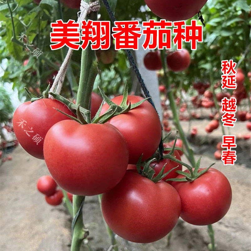 番茄种子苗子粉红大果不裂果西红柿种硬粉美翔包邮
