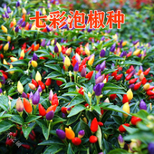 七彩辣椒泡椒种子朝天椒种籽迷你盆栽阳台庭院可观赏食用蔬菜