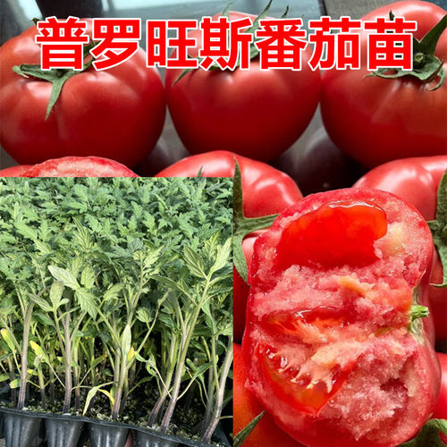 普罗旺斯口感番茄苗子 大小西红柿苗 口感 沙瓤 水果西红柿种苗
