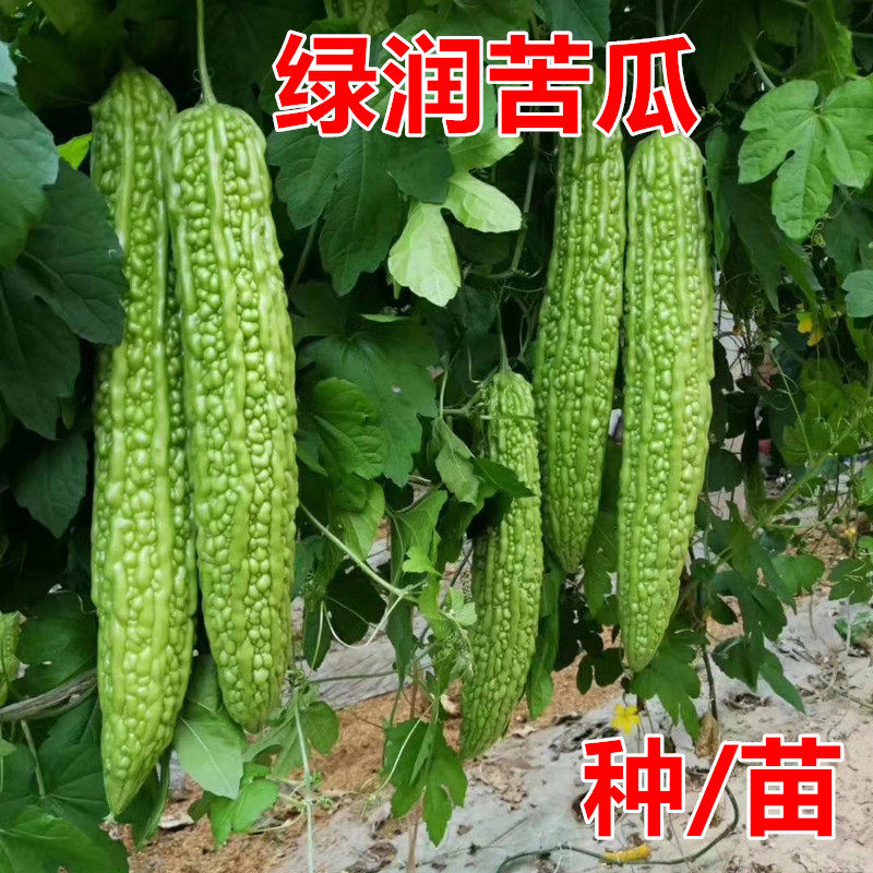 苦瓜种子肉厚翠绿大苦瓜