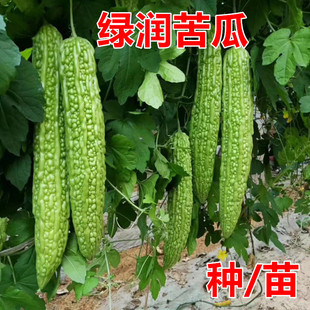 苦瓜种子 绿润抗病长势旺盛果肉厚果实翠绿增产蔬菜种籽