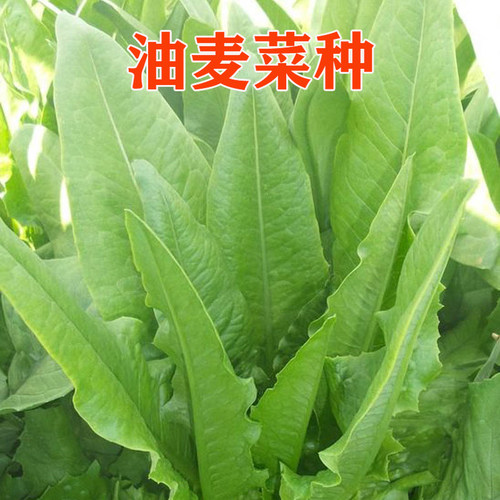 油麦菜种子易种植耐寒耐热高产抗病四季可种阳台庭院青菜蔬菜种籽