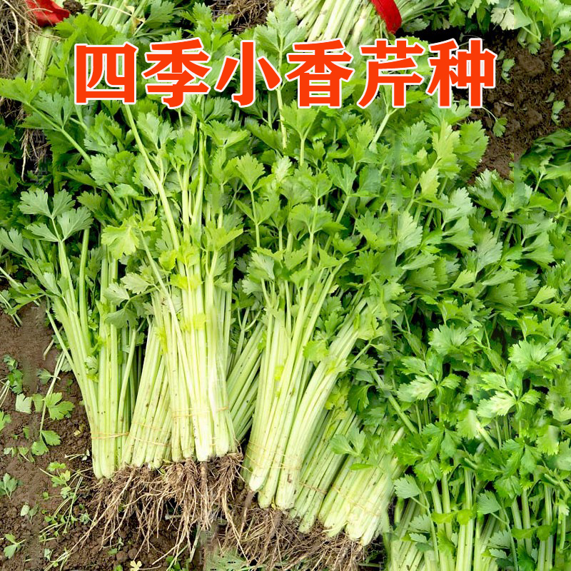 小香芹种子抗倒伏大面积种植四季高产脆嫩纤维少西芹山芹蔬菜种籽