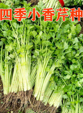 小香芹种子抗倒伏大面积种植四季高产脆嫩纤维少西芹山芹蔬菜种籽