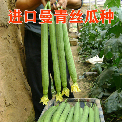 曼青丝瓜种子长丝瓜线丝瓜香丝瓜高产四季种中绿丝瓜蔬菜种籽