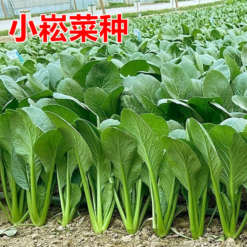 新秀小菘菜种子适应性广