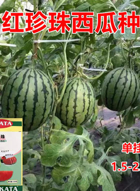 小西瓜种子皮薄甜度高