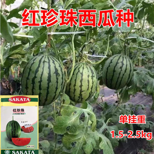 小西瓜种子皮薄甜度高