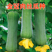 线丝瓜种籽 包邮 香丝瓜籽 蔬菜种子 短丝瓜四季 肉丝瓜种子