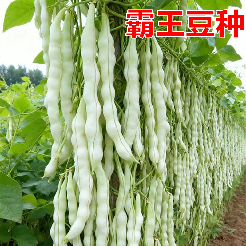 绿洲霸王豆芸豆种子优质高产