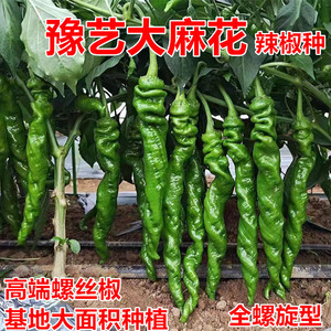 螺丝椒种子大果全螺高产