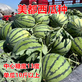 美都西瓜种子苗子抗裂高产红瓤麒麟西瓜种糖度高抗病耐储运甜脆
