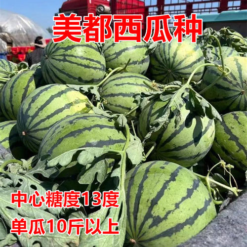 美都西瓜种子口感好高产抗病