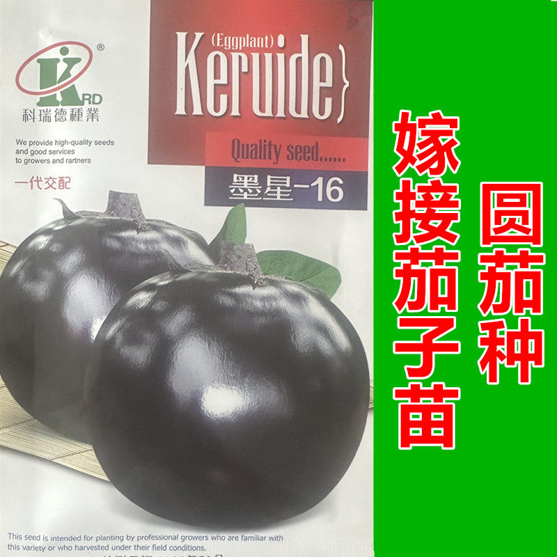 墨星16圆茄种嫁接早熟果肉紧实