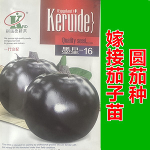 墨星16圆茄种嫁接早熟果肉紧实