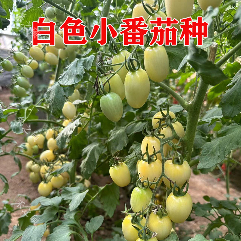 小白番茄口感好抗病采摘园种植