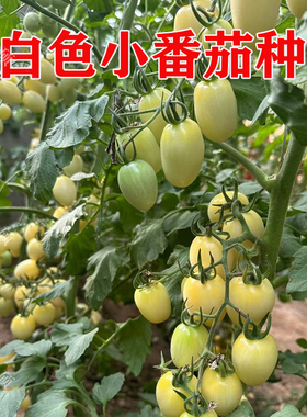 白色小番茄种子白玉番茄种子樱桃番茄种子白色柿子种子白泽