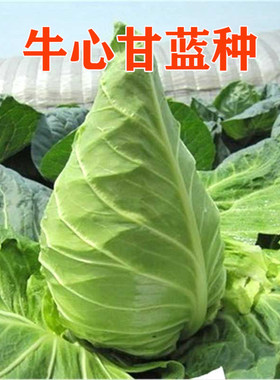 牛心甘蓝种子甘蓝种子包邮