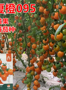 夏橙095番茄种橙黄色沙糯香甜春秋露地大棚高档番茄种短椭圆包邮