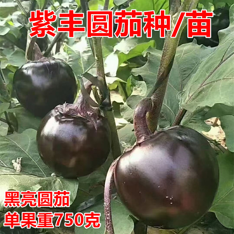 黑亮圆茄种圆球形大果