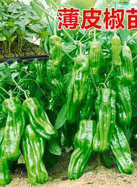 薄皮椒苗 螺丝椒苗辣椒苗子尖椒苗线椒苗方椒苗甜椒苗杭椒苗