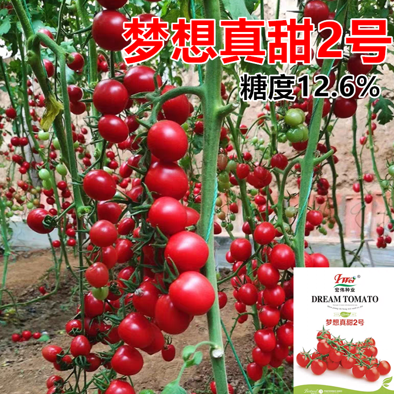 梦想真甜2号红圣女果西红柿籽