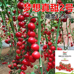 梦想真甜2号红圣女果西红柿籽