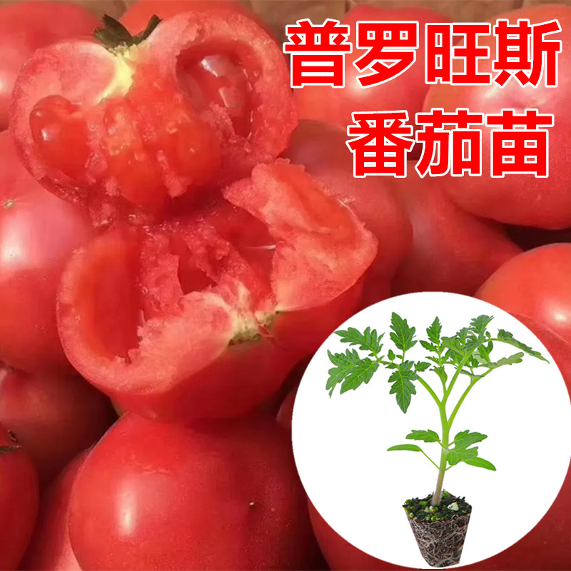 普罗旺斯番茄苗大口感番茄