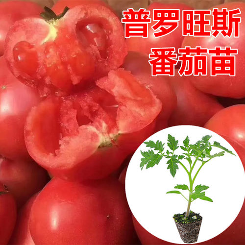 普罗旺斯番茄苗大口感番茄