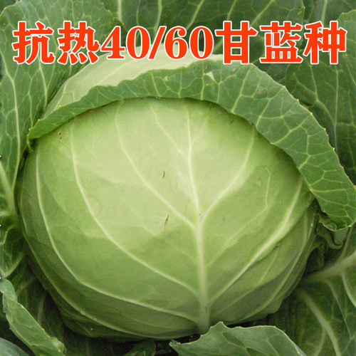 甘蓝种子耐热卷心菜大头菜早生耐运输抗热绿甘40/60蔬菜种籽