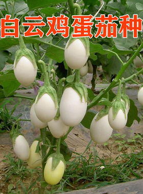 白云鸡蛋茄种子 白色罐茄椭圆形高产抗病大面积易种蔬菜种籽 包邮