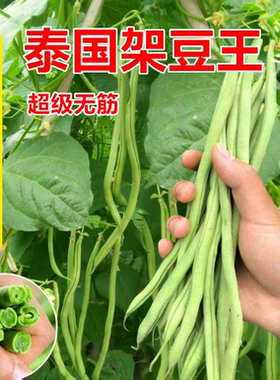 正宗泰国架豆王种子芸豆种