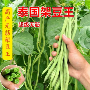 正宗泰国架豆王种子可四季种植的蔬菜种子高产稳产抗病抗热