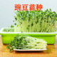 豌豆苗种子耐寒抗病豌豆尖龙须菜阳台种植芽苗菜豆芽菜蔬菜种籽