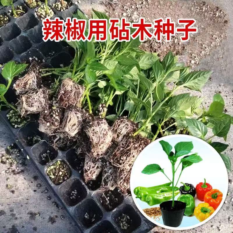 茄子砧木种子托鲁巴姆 黄瓜甜瓜西瓜茄子番茄砧木种子耐寒性强