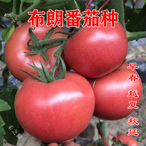亮粉番茄种番茄苗子大粉