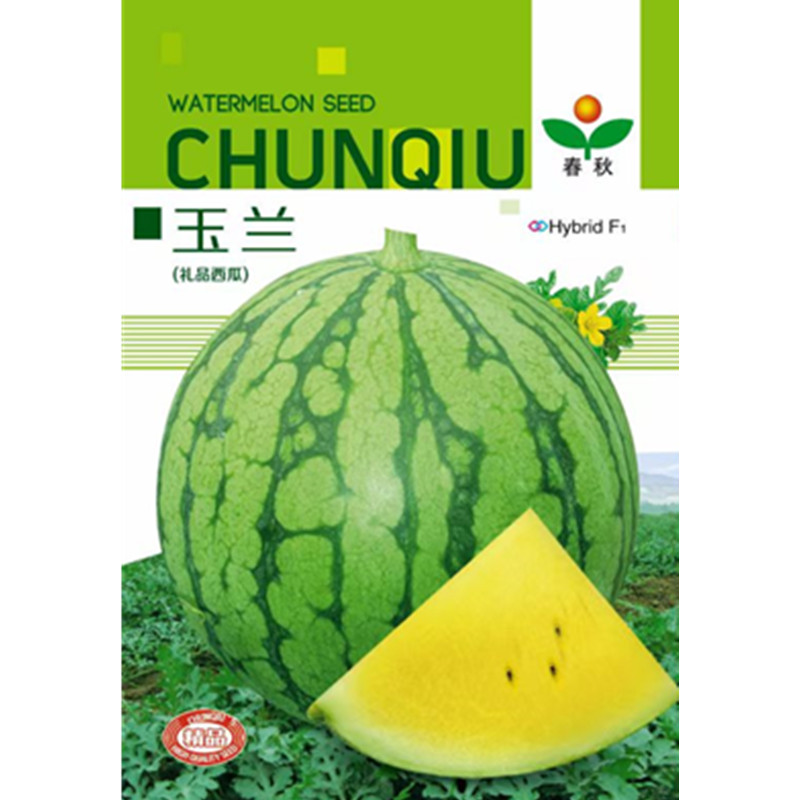 玉兰礼品西瓜种子结果力强