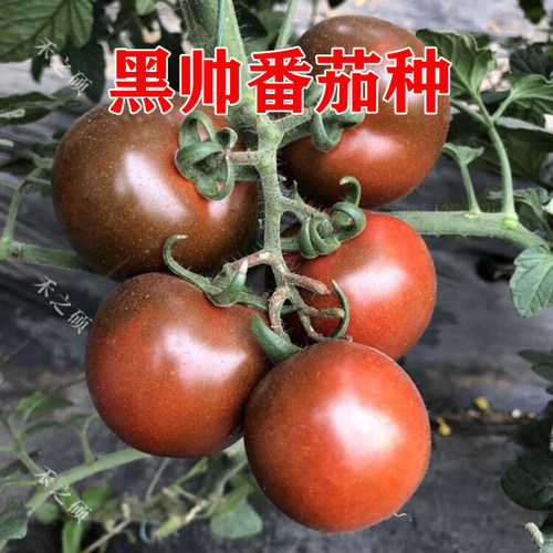 大黑番茄种子产量高抗病好