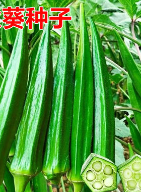 黄秋葵种子易种植连续坐果水果秋葵蔬菜种籽