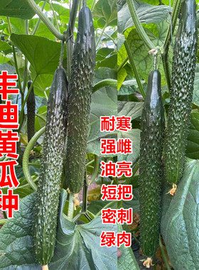 强雌黄瓜种子短把绿肉油亮密刺青瓜种籽抗病高产量耐寒丰迪
