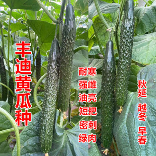 强雌黄瓜种子短把绿肉油亮密刺青瓜种籽抗病高产量耐寒丰迪