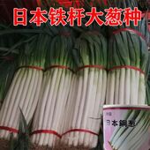 日本铁杆葱王大葱葱种种子 葱白紧实产量高蔬菜种子 铁杆大葱