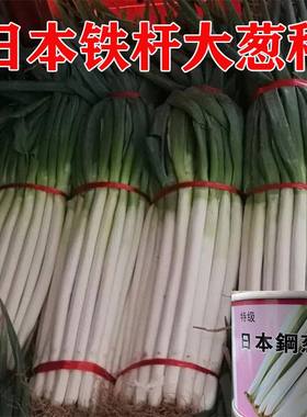 日本铁杆进口紧实葱白