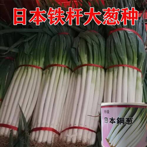 日本铁杆进口紧实产量高葱白