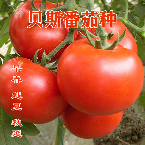 红果番茄种子种苗抗病高产