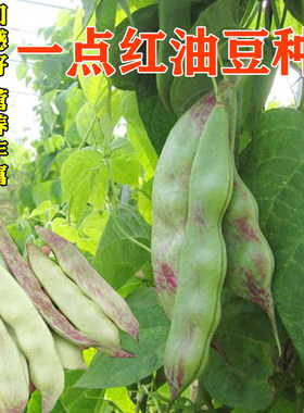 一点红油豆种子产量高