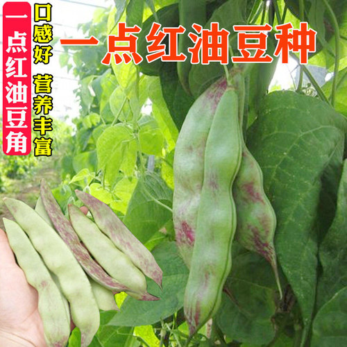 一点红油豆种子油豆角